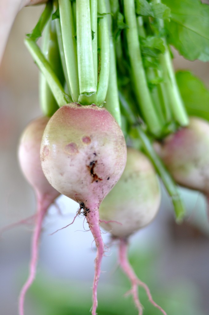 Watermelon Radishes from Potrero Nuevo Farm Watermelon Radish