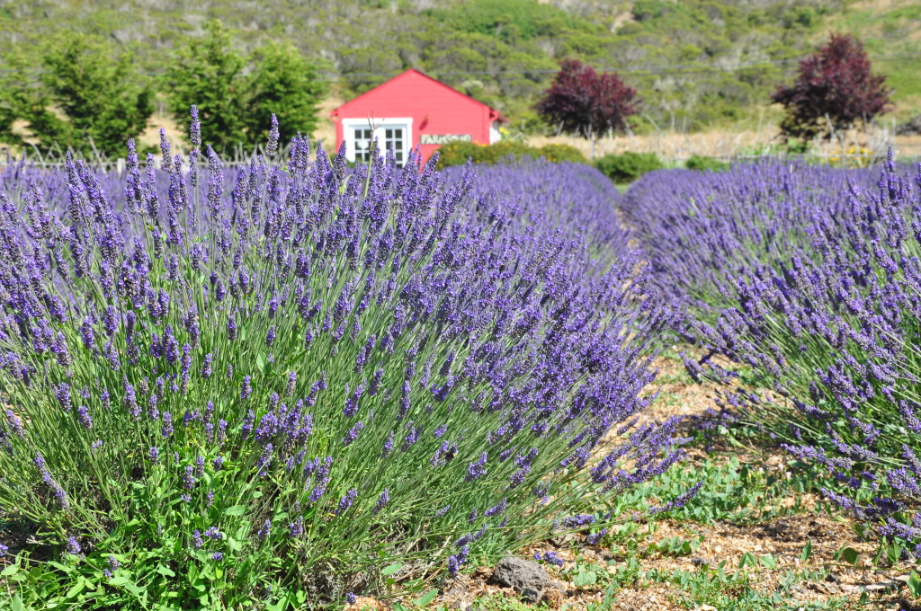 Lavender Fields Forever at Potrero Nuevo Farm in Pescadero Lavender Fields Forever at Potrero Nuevo Farm in Pescadero