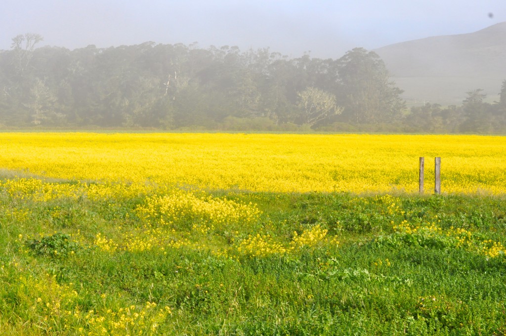 Pescadero mustard cover crops