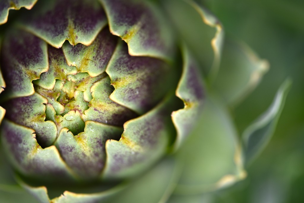 Artichoke Closeup