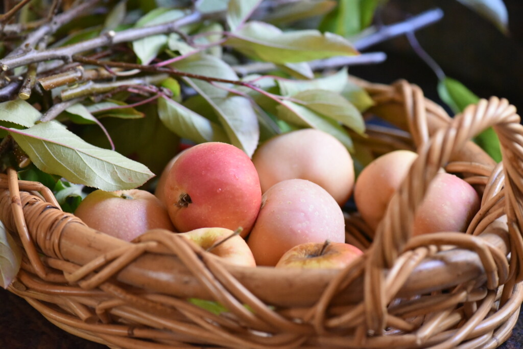 Pink Pearl Apples
